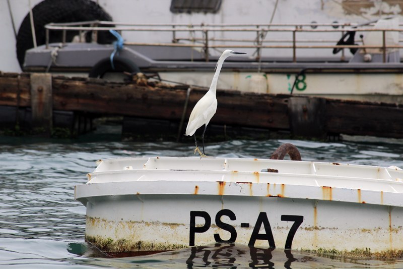 2017-04-14_125904 china-2017.jpg - Hongkong - Bootstour Alter Hafen